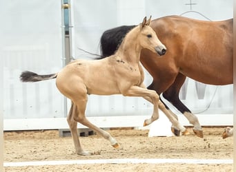 Caballo de equitación alemán pequeño, Semental, Potro (05/2024), Buckskin/Bayo