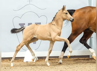 Caballo de equitación alemán pequeño, Semental, Potro (05/2024), Buckskin/Bayo