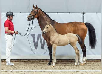 Caballo de equitación alemán pequeño, Semental, Potro (05/2024), Buckskin/Bayo