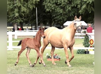 Caballo de equitación alemán pequeño, Semental, Potro (01/2026), Castaño