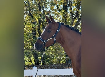 Caballo de equitación alemán pequeño, Yegua, 10 años, 155 cm, Alazán