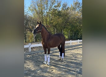 Caballo de equitación alemán pequeño, Yegua, 10 años, 155 cm, Alazán