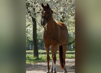 Caballo de equitación alemán pequeño, Yegua, 11 años, 155 cm, Alazán