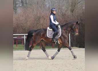 Caballo de equitación alemán pequeño, Yegua, 12 años, 155 cm, Castaño