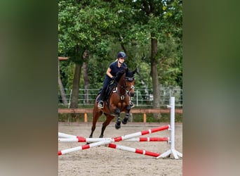 Caballo de equitación alemán pequeño, Yegua, 13 años, 151 cm, Castaño