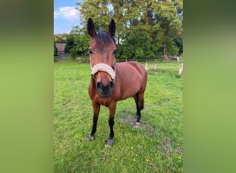 Caballo de equitación alemán pequeño, Yegua, 13 años, 151 cm, Castaño