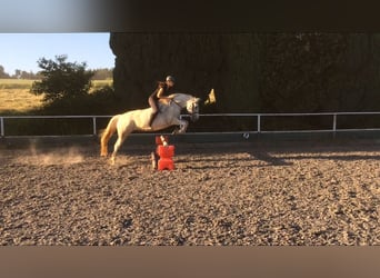 Caballo de equitación alemán pequeño Mestizo, Yegua, 15 años, 152 cm, Tordo