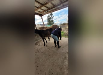 Caballo de equitación alemán pequeño, Yegua, 1 año, 136 cm, Buckskin/Bayo