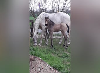 Caballo de equitación alemán pequeño, Yegua, 1 año, 136 cm, Buckskin/Bayo
