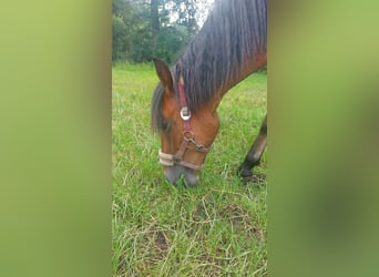 Caballo de equitación alemán pequeño, Yegua, 1 año, 140 cm, Castaño oscuro