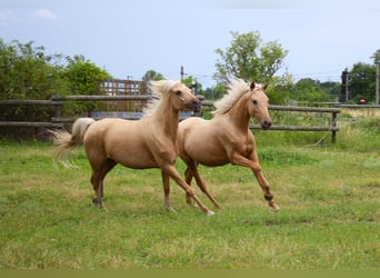 Caballo de equitación alemán pequeño, Yegua, 1 año, 152 cm, Palomino