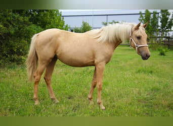 Caballo de equitación alemán pequeño, Yegua, 1 año, 152 cm, Palomino