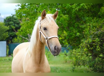 Caballo de equitación alemán pequeño, Yegua, 1 año, 152 cm, Palomino