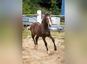 Caballo de equitación alemán pequeño, Yegua, 1 año, 155 cm, Castaño oscuro