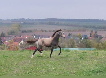 Caballo de equitación alemán pequeño, Yegua, 1 año, 160 cm, Buckskin/Bayo