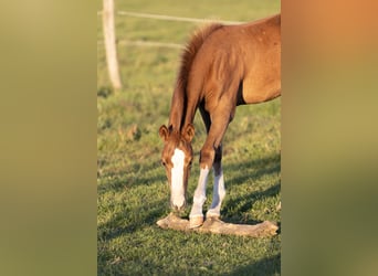Caballo de equitación alemán pequeño, Yegua, 1 año, Alazán