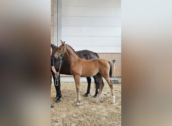 Caballo de equitación alemán pequeño, Yegua, 1 año, Castaño