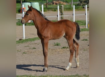 Caballo de equitación alemán pequeño, Yegua, 1 año, Castaño