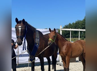 Caballo de equitación alemán pequeño, Yegua, 1 año, Castaño