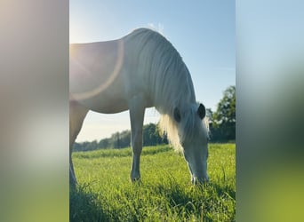 Caballo de equitación alemán pequeño Mestizo, Yegua, 2 años, 150 cm, Cremello