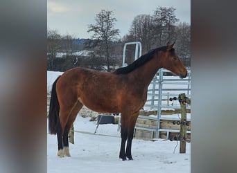 Caballo de equitación alemán pequeño, Yegua, 2 años, Castaño