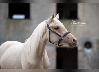 Caballo de equitación alemán pequeño, Yegua, 3 años, 154 cm, Palomino