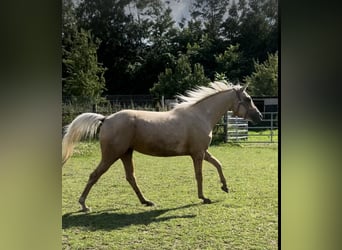 Caballo de equitación alemán pequeño, Yegua, 3 años, 154 cm, Palomino