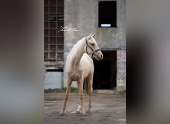 Caballo de equitación alemán pequeño, Yegua, 3 años, 154 cm, Palomino