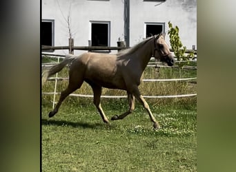 Caballo de equitación alemán pequeño, Yegua, 3 años, 154 cm, Palomino