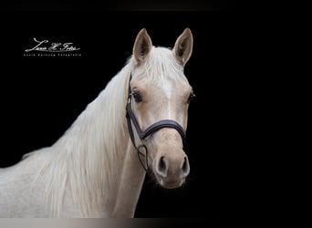 Caballo de equitación alemán pequeño, Yegua, 3 años, 154 cm, Palomino