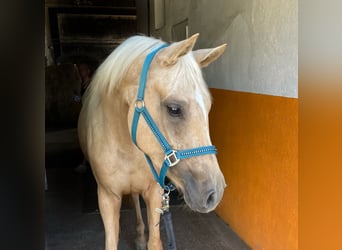 Caballo de equitación alemán pequeño, Yegua, 3 años, 154 cm, Palomino