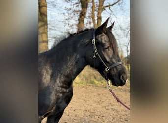 Caballo de equitación alemán pequeño Mestizo, Yegua, 3 años, 155 cm, Negro