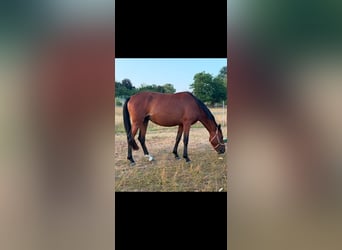 Caballo de equitación alemán pequeño, Yegua, 3 años, 158 cm, Castaño
