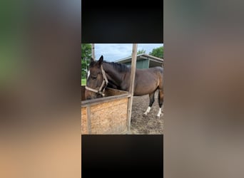 Caballo de equitación alemán pequeño, Yegua, 3 años, 162 cm, Castaño oscuro