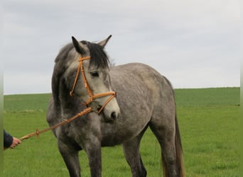 Caballo de equitación alemán pequeño, Yegua, 4 años, 150 cm, Tordo