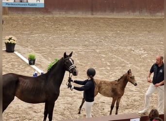 Caballo de equitación alemán pequeño, Yegua, 4 años, 152 cm, Castaño