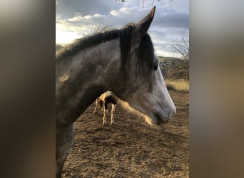 Caballo de equitación alemán pequeño, Yegua, 4 años, 155 cm, Tordo