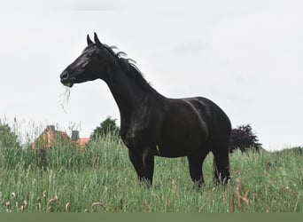 Caballo de equitación alemán pequeño, Yegua, 4 años, 159 cm, Negro