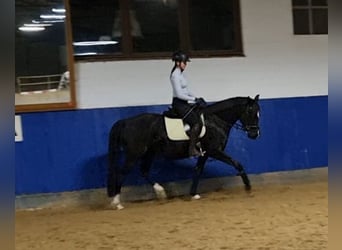 Caballo de equitación alemán pequeño, Yegua, 5 años, 154 cm, Negro