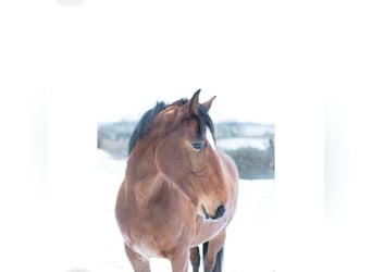 Caballo de equitación alemán pequeño Mestizo, Yegua, 5 años, 155 cm, Castaño claro