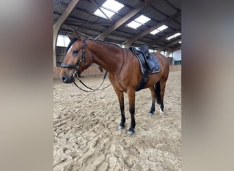 Caballo de equitación alemán pequeño Mestizo, Yegua, 5 años, 155 cm, Castaño claro