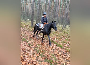 Caballo de equitación alemán pequeño Mestizo, Yegua, 5 años, 155 cm, Negro