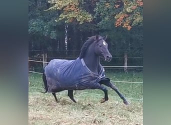 Caballo de equitación alemán pequeño, Yegua, 6 años, 154 cm, Negro