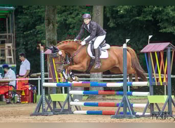 Caballo de equitación alemán pequeño, Yegua, 6 años, 157 cm, Alazán