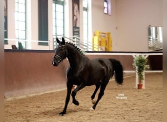 Caballo de equitación alemán pequeño, Yegua, 6 años, 161 cm, Negro