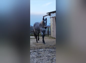 Caballo de equitación alemán pequeño, Yegua, 9 años, 140 cm, Ruano azulado