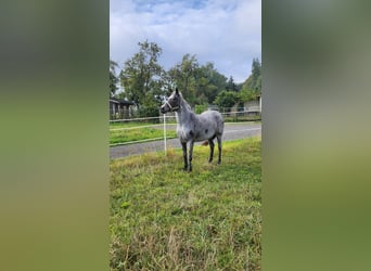 Caballo de equitación alemán pequeño, Yegua, 9 años, 140 cm, Ruano azulado