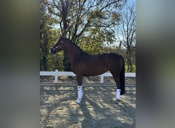 Caballo de equitación alemán pequeño, Yegua, 9 años, 155 cm, Alazán