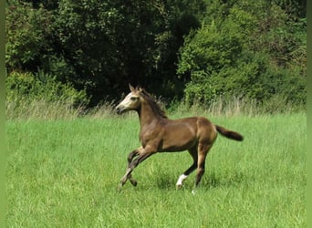 Caballo de equitación alemán pequeño, Yegua, Potro (05/2024), 158 cm, Buckskin/Bayo