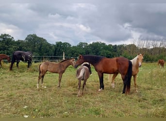 Caballo de equitación alemán pequeño, Yegua, Potro (05/2024), 158 cm, Buckskin/Bayo